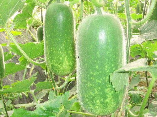 网红周丽珊吃瓜图片,瓜界新宠儿